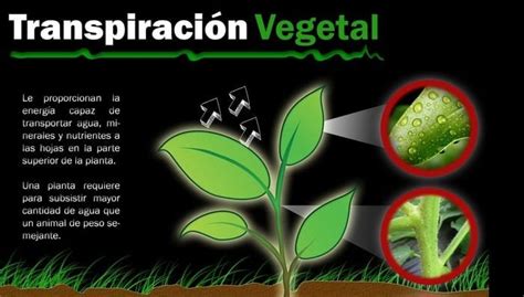 4 Procesos De La Transpiración Vegetal Y 6 Factores Influyentes