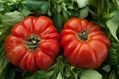 How To Grow A Big Beef Tomato Happy Diy Home