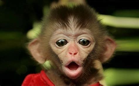 Funny Face Of Little Monkey Cute Animals Cute Baby Animals