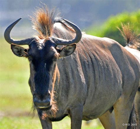 Blue Wildebeest Sheen Pics Blue Wildebeest Wildebeest African Wildlife