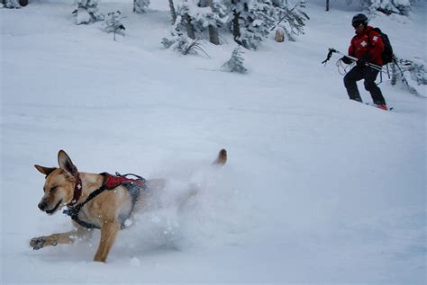 Rescue Dogs In Heavy Snow Earthquakes And Other Natural Disasters