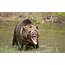 NEWS Grizzly Attack Sends One To Hospital
