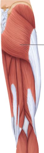 Gluteal Region Knee And Popliteal Fossa Anatomy Extra Credit 4