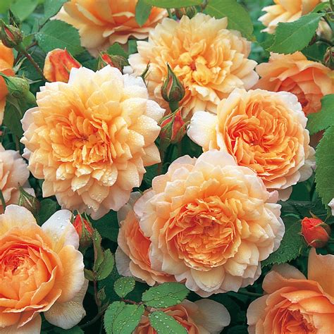 Grace English Standard Rose David Austin Roses
