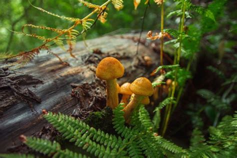 4 Types Of Orange Mushrooms In Georgia Plant Grower Report