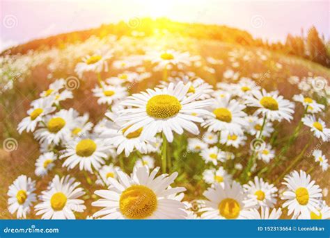 Chamomile Flowers In The Sunlight Stock Photo Image Of Meadow Flower
