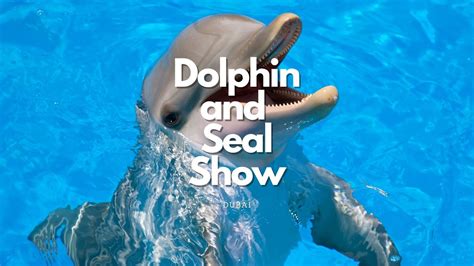 Dubai Dolphinarium Dolphin And Seal Show Ilovedolphines