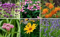 12 Perennials That Grow Well in Ohio - Garden Lovers Club