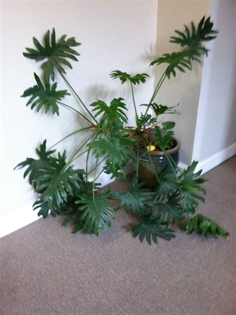 Tropical House Plants Images ~ Plants House Tropical Indoor Plant Care
