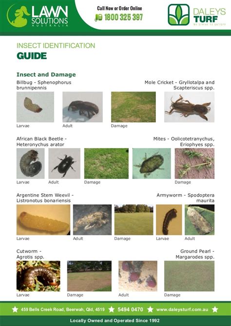 Insect Identification Guide Pdf For Lawn Lovers