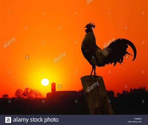 Sunrise Rooster Like Wallpapers
