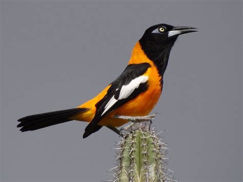 Turpial National Animal Bird Colorful Birds