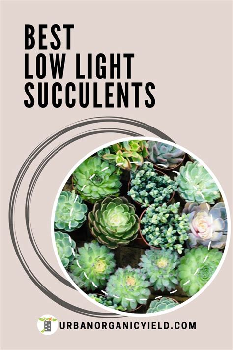 Best Low Light Succulents And Cacti For Indoors Low Light Succulents