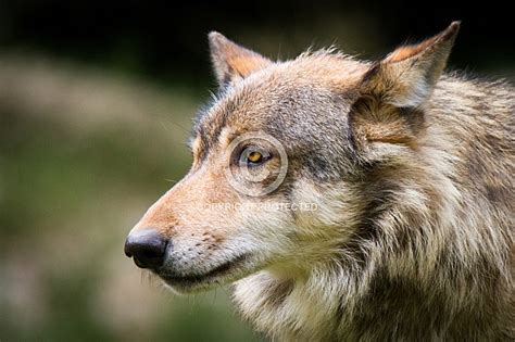 Log in | lost your password? Wolf head - Wildlife Reference Photos for Artists