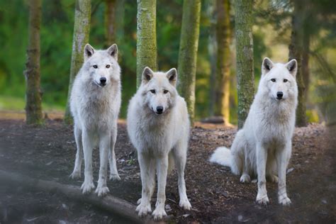 Arctic Wolf Canis Lupus Arctos We Love Wolves Blog