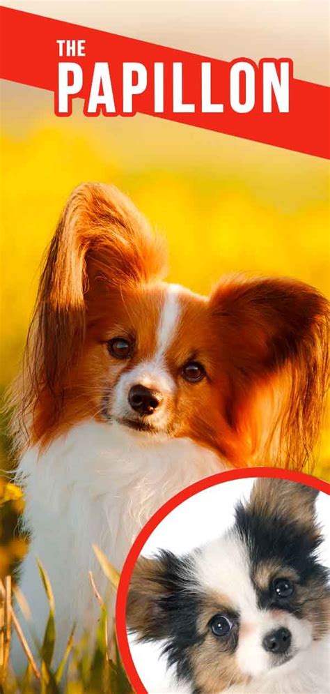 Papillon Dog Information Center A Complete Guide To A Beautiful Breed