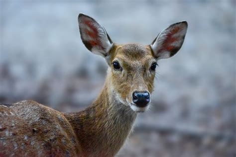 Premium Photo A Pretty Female Manchurian Sika Deer