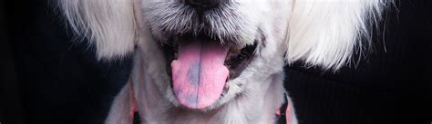 What Is The Black Spot On My Dogs Tongue Petsoid