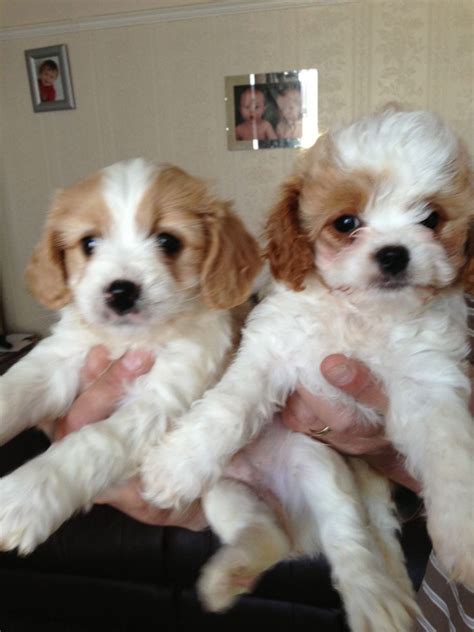 Cavachon puppies for sale in cambridge, minnesota united states. Cavachon Puppies For Sale | Florida, NY #236070 | Petzlover
