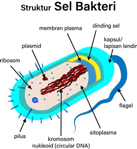 Macam Macam Bagian Struktur Sel Bakteri Dan Fungsinya Artikelsiana Riset