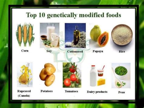 genetically modified crop