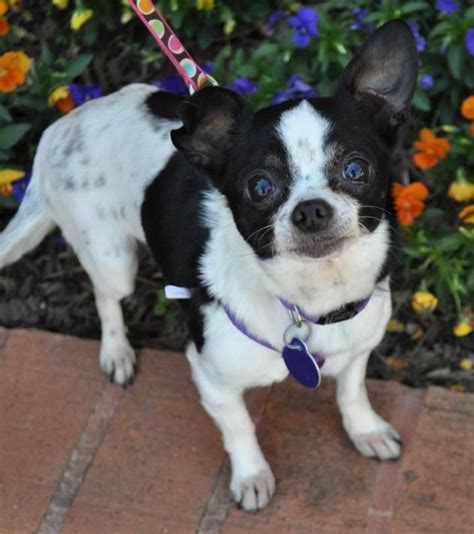 Here are our weekly adoptions published. Adopt Sweetie on | Dogs, Chihuahua mix, Chihuahua