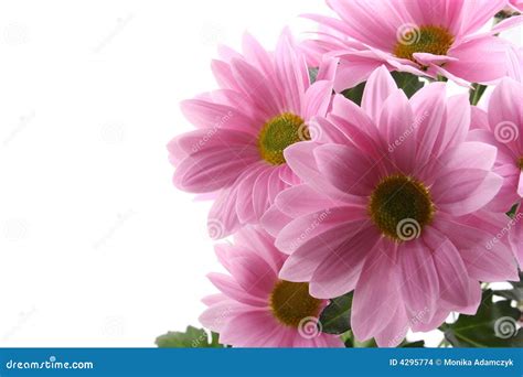 Daisy Flowers Floating On Water Sun And Shadows Minimal Nature