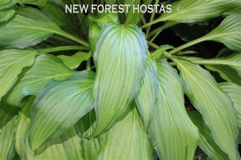 Hosta Spritzer For Sale New Forest Hostas And Hemerocallis