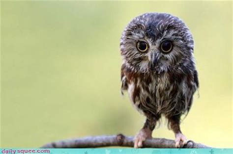 Baby Owl Look At Those Eyes Baby Dieren Dieren Fotos En