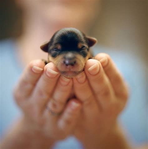 17 Best Images About Smallest Animals Ever On Pinterest Tiny Puppies