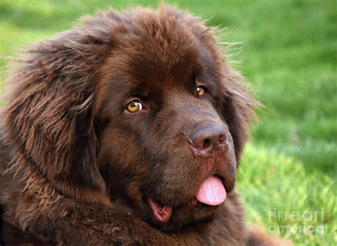 Beautiful Fluffy Faced Sweet Brown Newfoundland Dog Photograph By