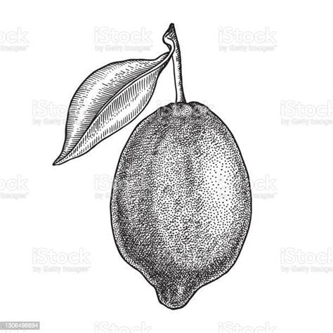 Citron Des Fruits Entiers Branches Avec Des Feuilles Illustration De