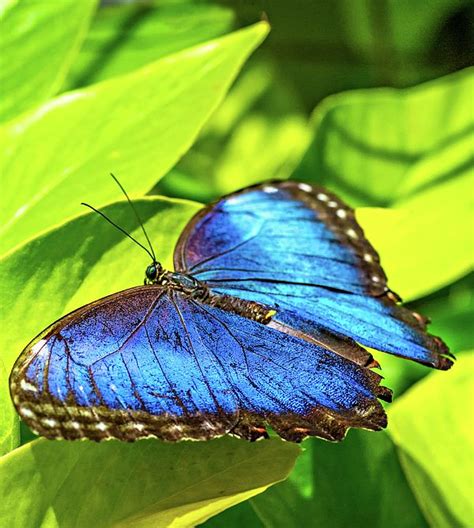 Blue Morpho Butterfly By Steve Harrington Blue Morpho Blue Morpho
