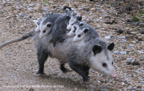 V naší nabídce naleznete kromě půjčovny zbraní i výukové a zážitkové programy na téma střelby, brannosti či přežití. Don't Make Fun of Possums - - The Adirondack Almanack