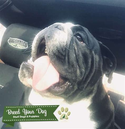 Black Seal English Bulldog Stud Stud Dog In Stafford Va The United