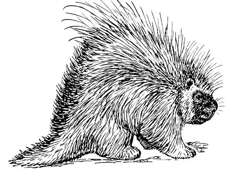 Porcupine Line Drawing At Explore Collection Of