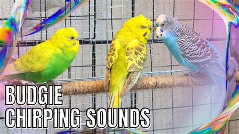 Budgie Chirping Sounds Birdsounds Parrot Budgies Parakeet Chirping