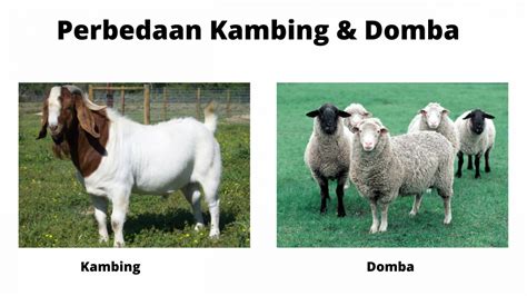 5 Jenis Kambing Dan Domba Yang Terkenal Di Indonesia