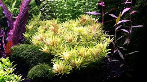 3 Stems Limnophila Aromatica Mini Live Aquarium Plants Free Etsy