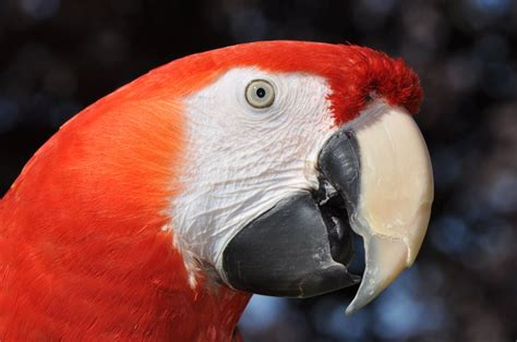 Red Headed Parrot Smithsonian Photo Contest Smithsonian Magazine