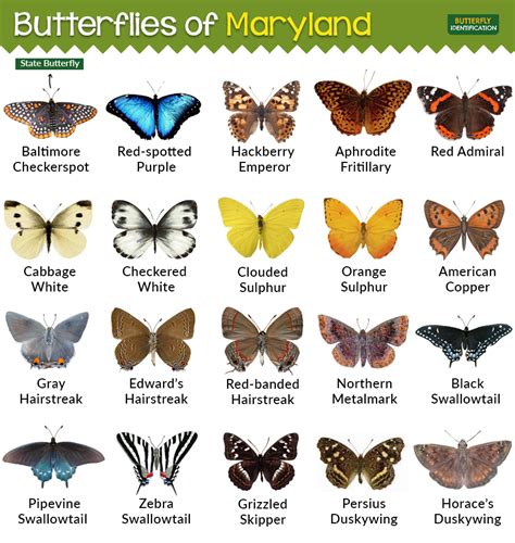 The Butterflies Of Maryland Are Shown In Different Colors And Sizes