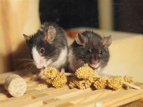Rats are intelligent animals and providing a variety of basic rat feeding guide. Gay Mice? Females Without Serotonin Display Homosexual ...