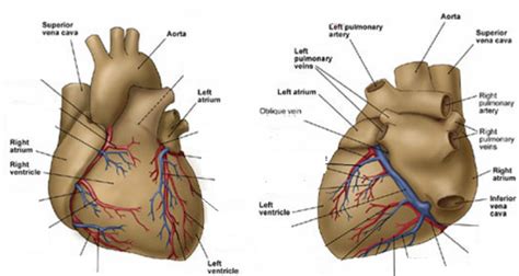 Coronary Arteries And Veins Anterior Diagram Quizlet