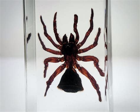 Hourglass Spider In Resin Cyclocosmia Ricketti Insects In Resin