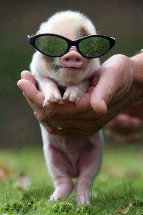 Love Cute Pigs Cute Pigs Funny Animal Pictures Baby Pigs