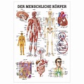 Der menschliche Körper Lehrtafel Anatomie 100x70 cm medizinische ...
