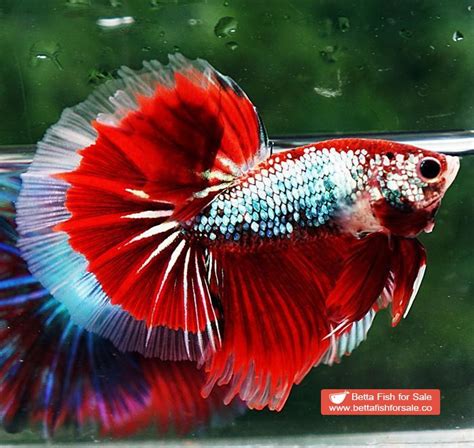 Betta Fish Ohm Fancy Red Samurai Dragon