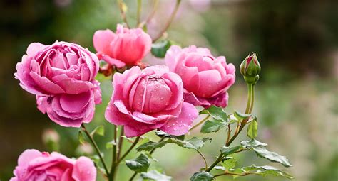 Growing Roses How To Plant And Grow Roses Better Homes And Gardens