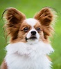 Papillon Dog Information Center - A Complete Guide To A Beautiful Breed