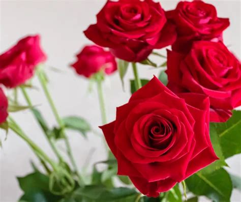 Bouquet Packing Red Dutch Rose Cut Flower At Rs 250bunch In Rewa Id